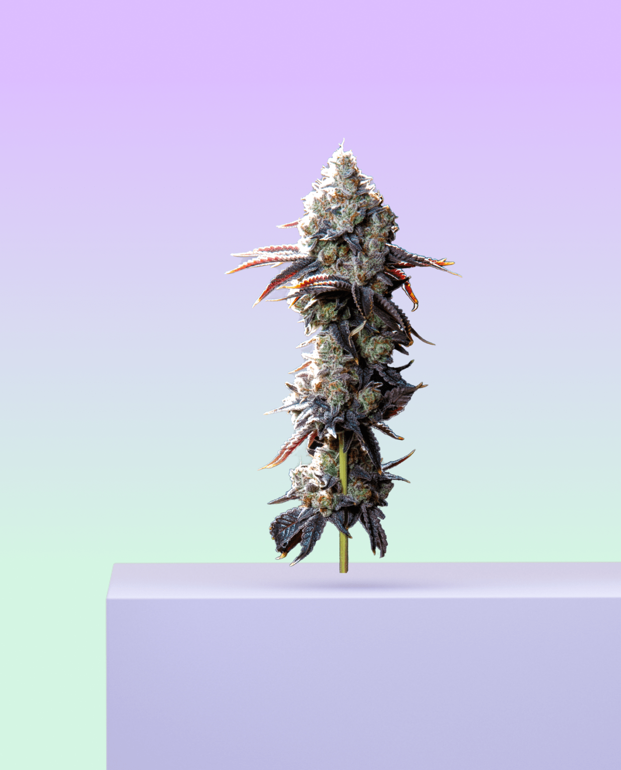 Daily Grape—Award winning, living soil grown Stewart Farms